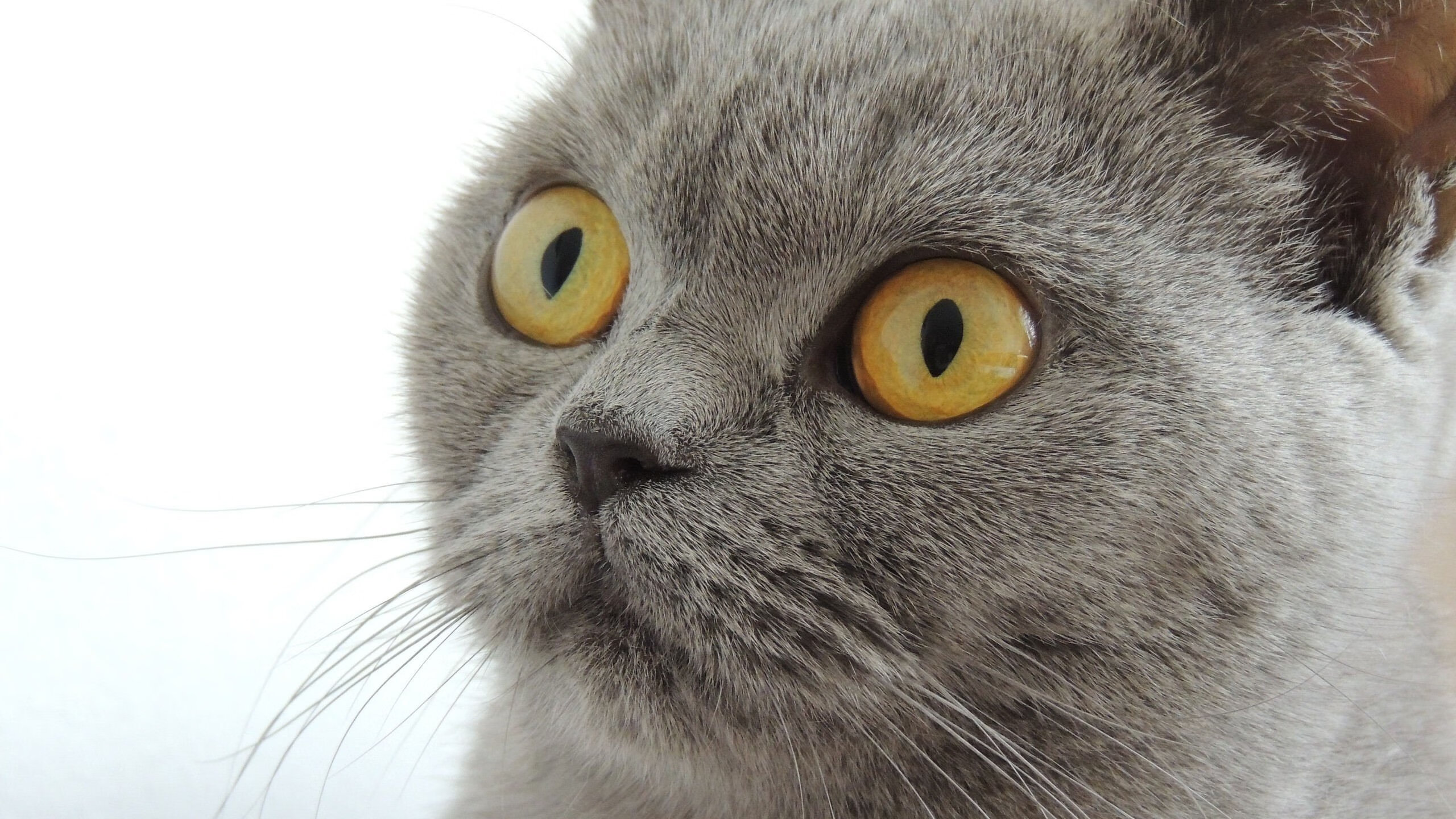 开云体育在线-南十字星与大黄蜂的冰火交锋，伊萨克致命一击撕裂新西兰防线的战术启示录