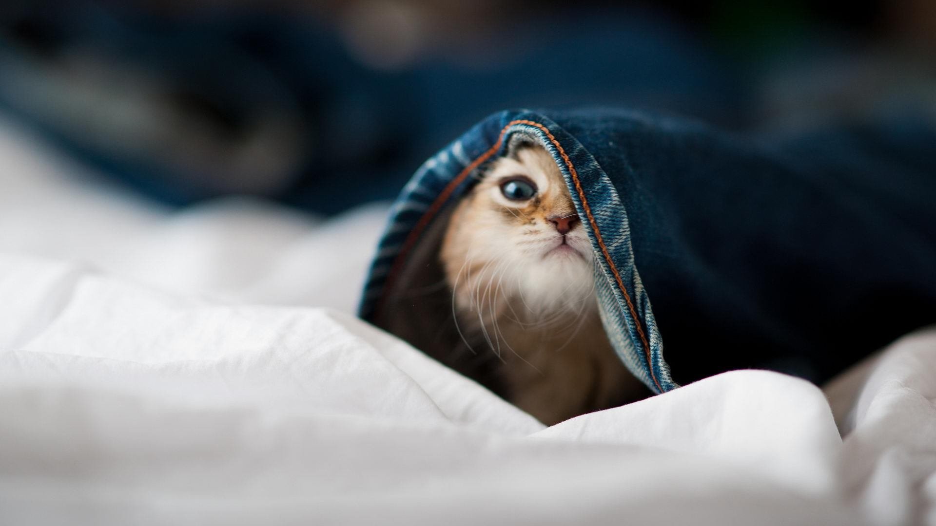 无声处听惊雷，锡安沉寂后的怒吼，鹈鹕击败爵士启示录