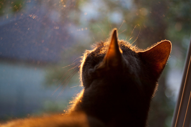 开云体育在线-姆巴佩孤星耀巴黎，非洲铁闸绞杀斗牛士