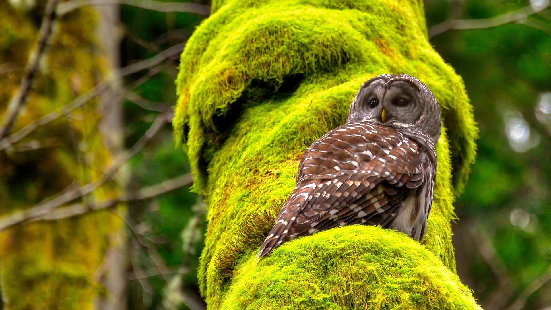 -绿茵东决，阿尔瓦雷斯收割里昂，关键战接管比赛