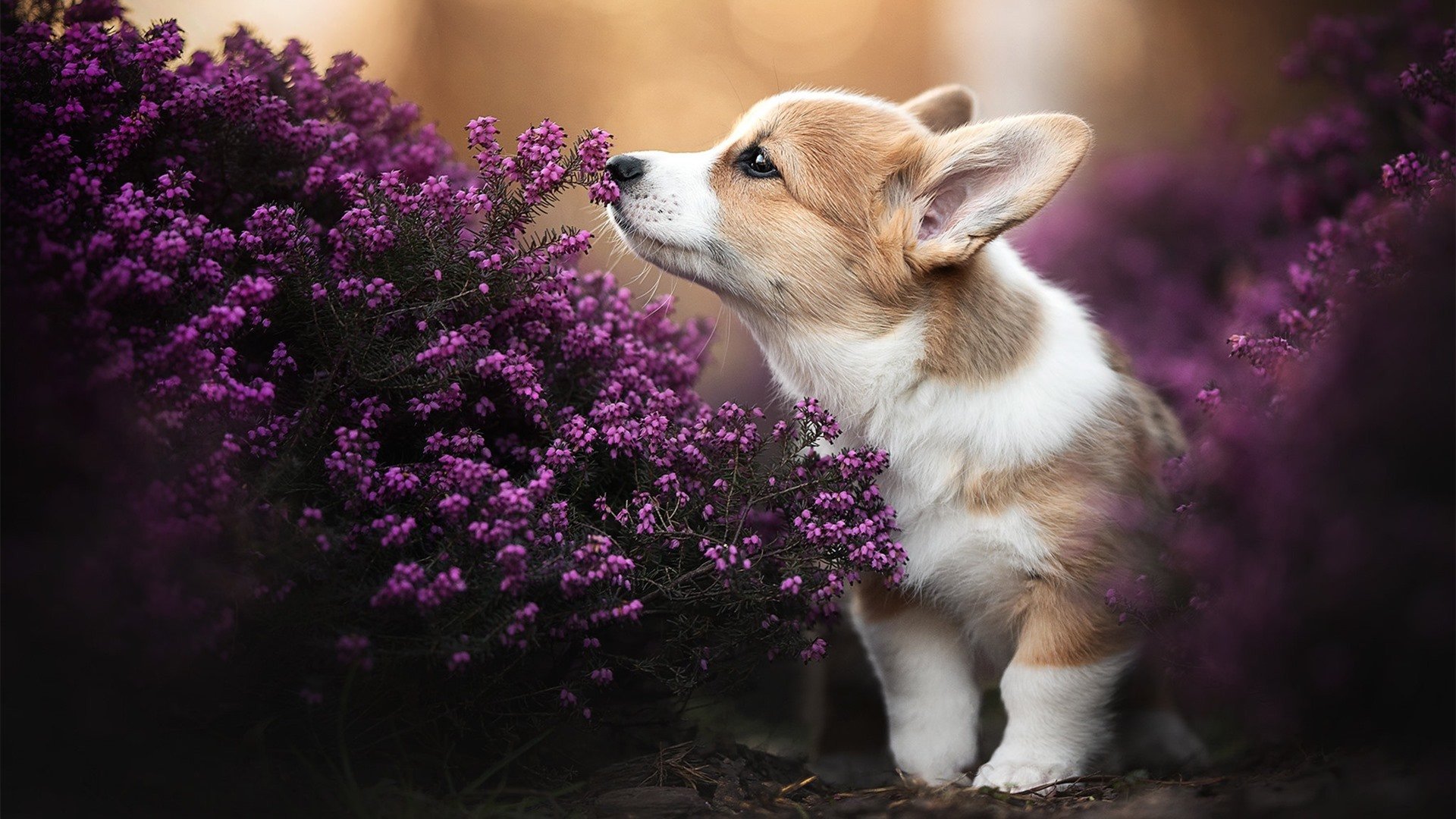欧冠双雄并起，德里赫特爆发定乾坤，多特蒙德冲垮毕尔巴鄂