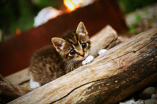 开云体育官方网站-碾压与窒息，雷霆西决生死战铸就的钢铁洪流