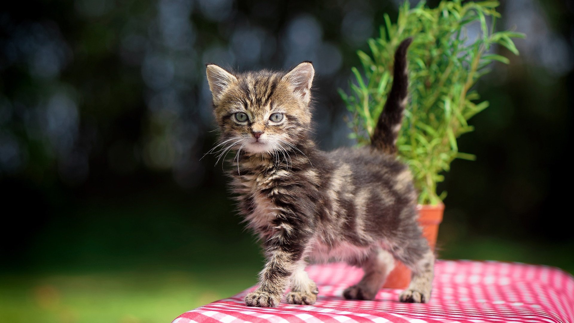 -逆转与统治，西班牙足球奇迹与托尼的F1街道赛传奇