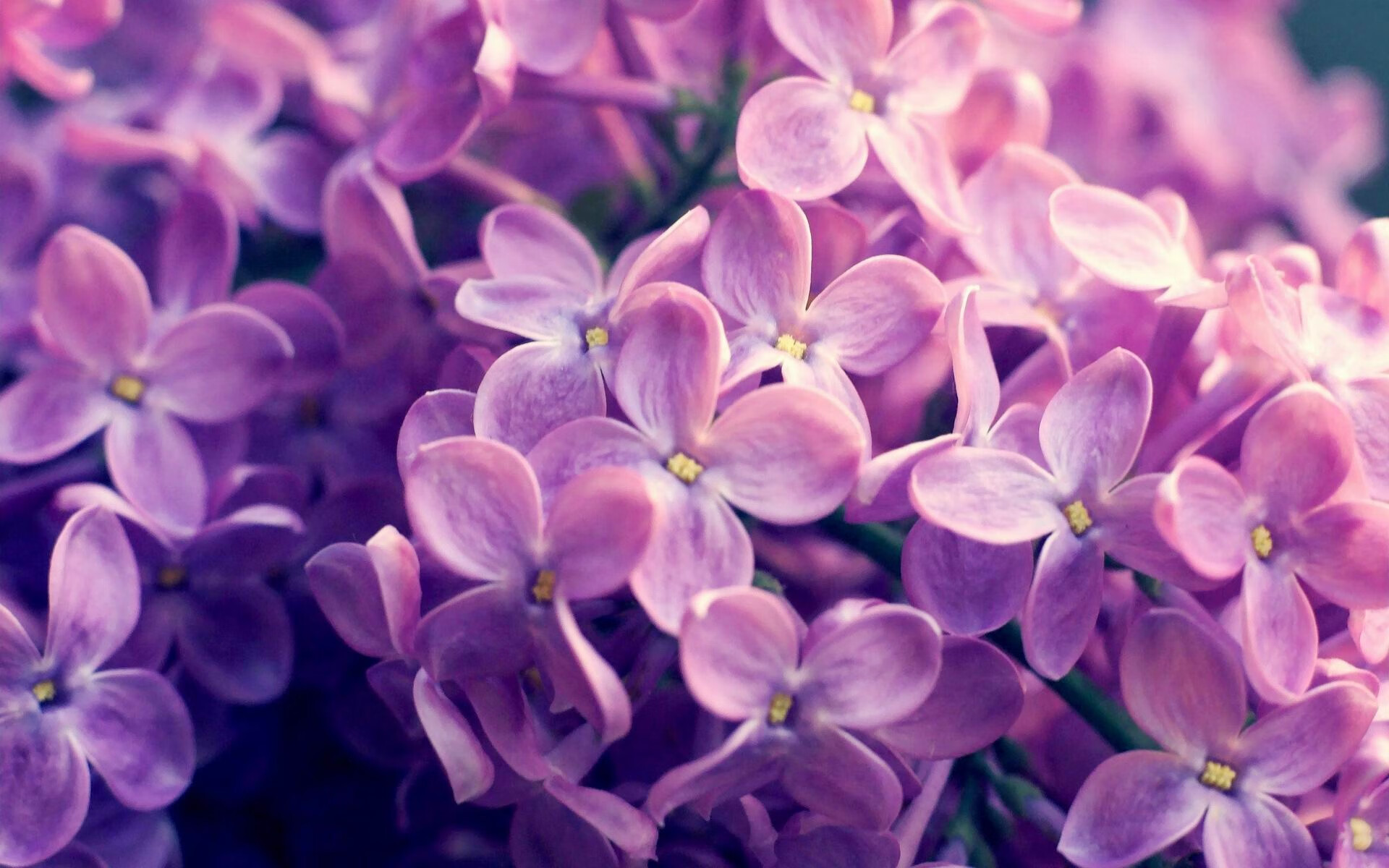 开云APP-亚平宁烽火，一场南美猎豹对非洲雄狮的强行终结