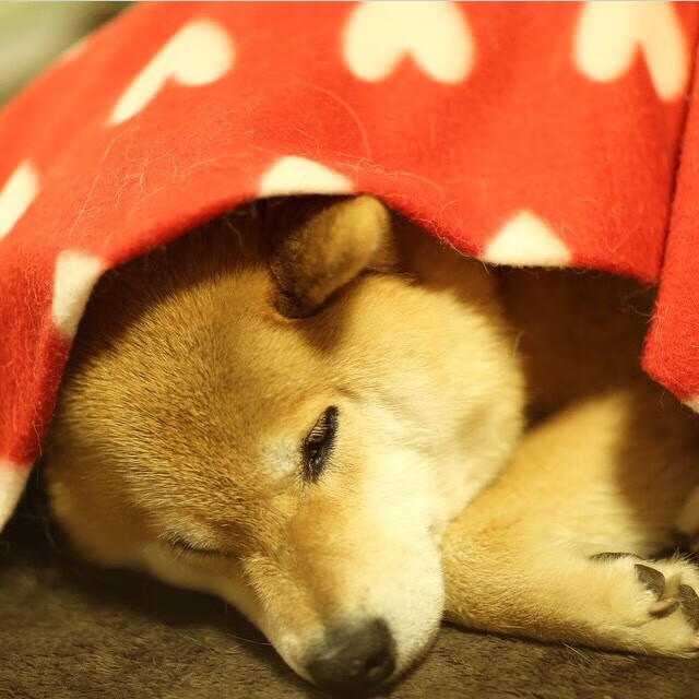 不灭引擎，阿尔瓦雷斯在年度焦点之夜的恒定输出