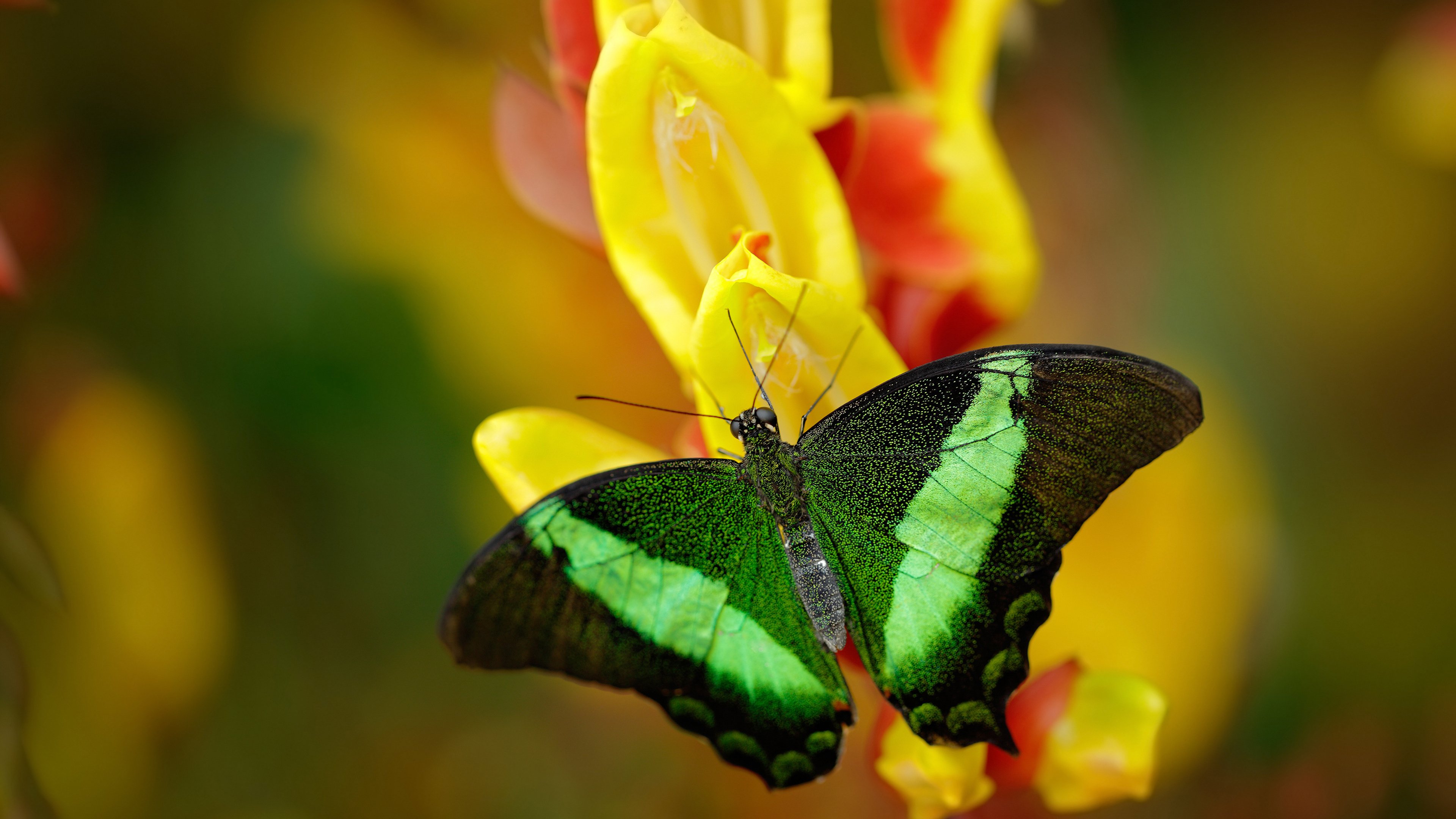 开云体育-草根逆袭与精英掌控，牙买加铁血与法比尼奥的秩序重构
