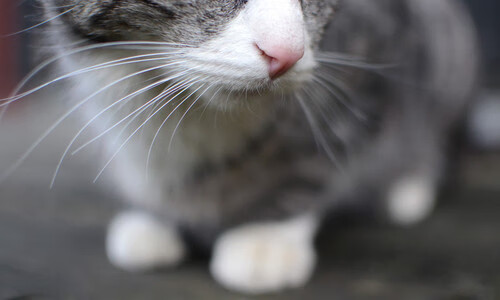 杰伦格林惊天爆发，魔术铁血防守强行终结快船连胜势头