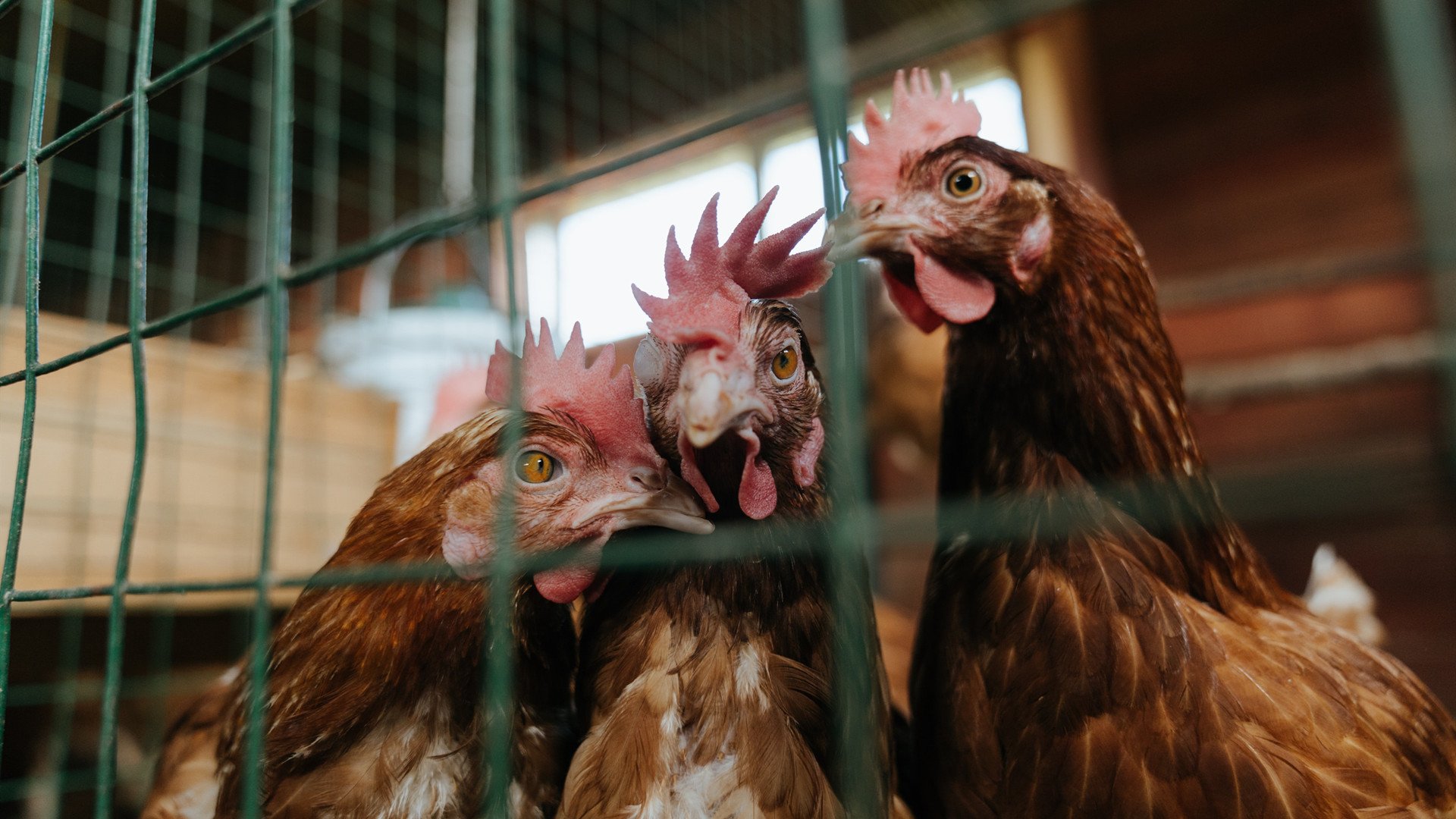 开云体育在线-硬仗中的神兵，卡瓦哈尔爆发助奥地利击碎土耳其坚壁