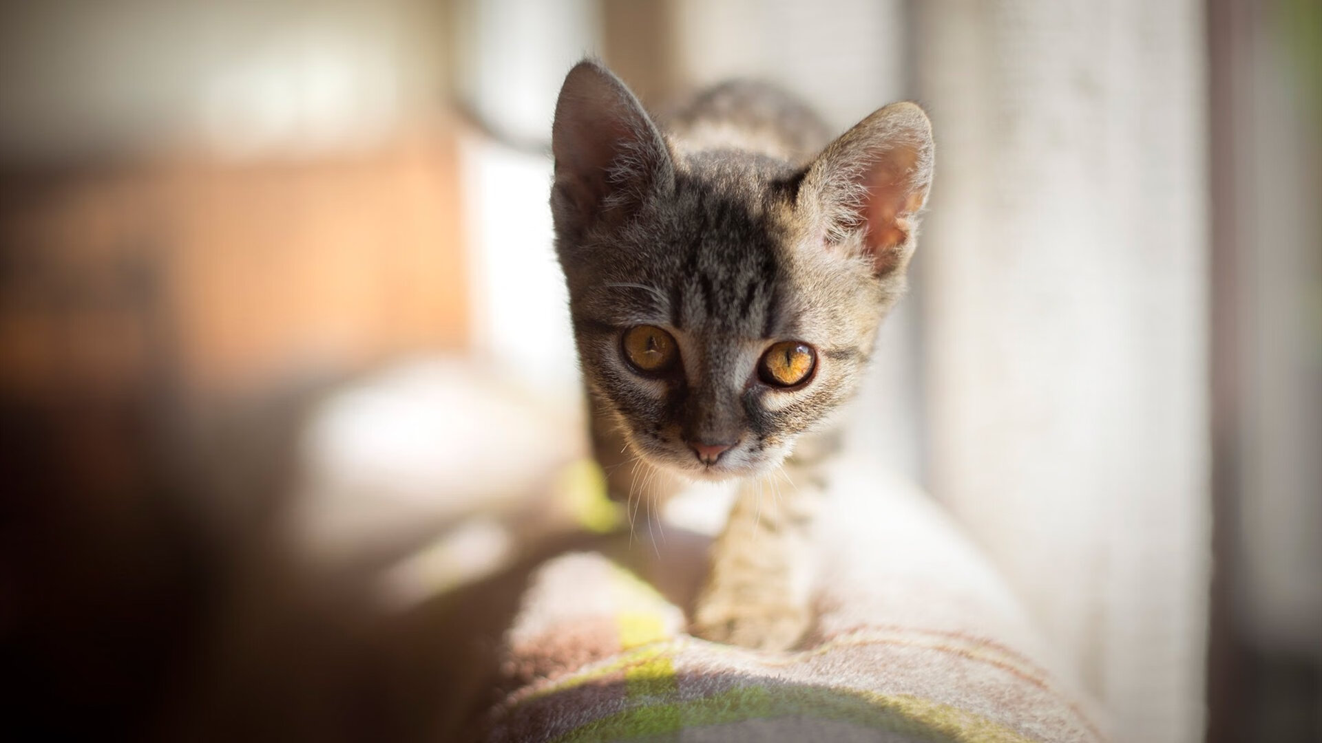 若日尼奥附体，牙买加节奏大师如何让玻利维亚陷入无解深渊？