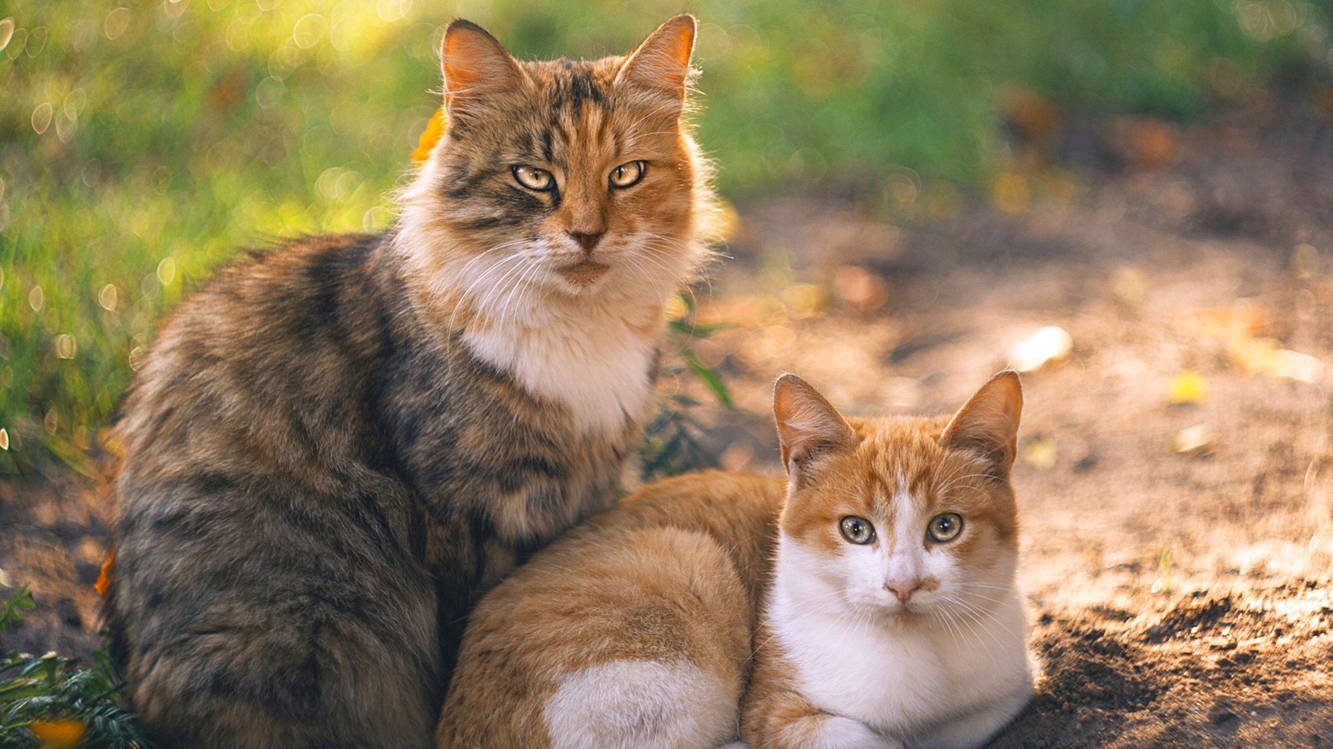 开云体育app-从安第斯到巅峰，迪亚斯在NBA总决赛的接管与秘鲁冲垮智利的精神回响