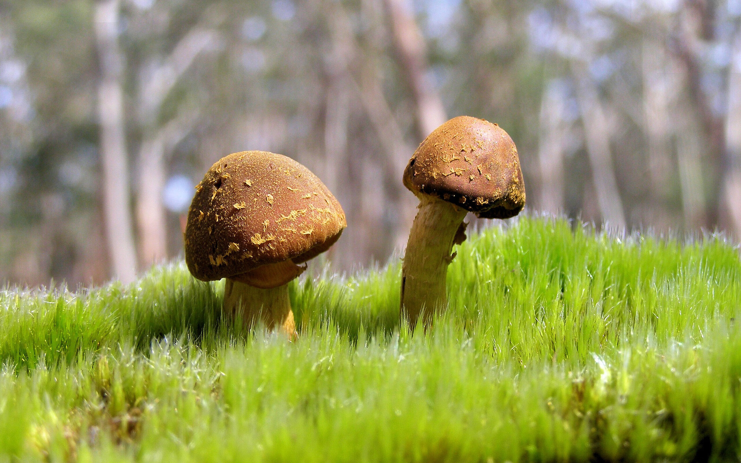 格鲁吉亚闪电与红狼之魂，当克瓦拉茨赫利亚的锋芒劈开安菲尔德的夜