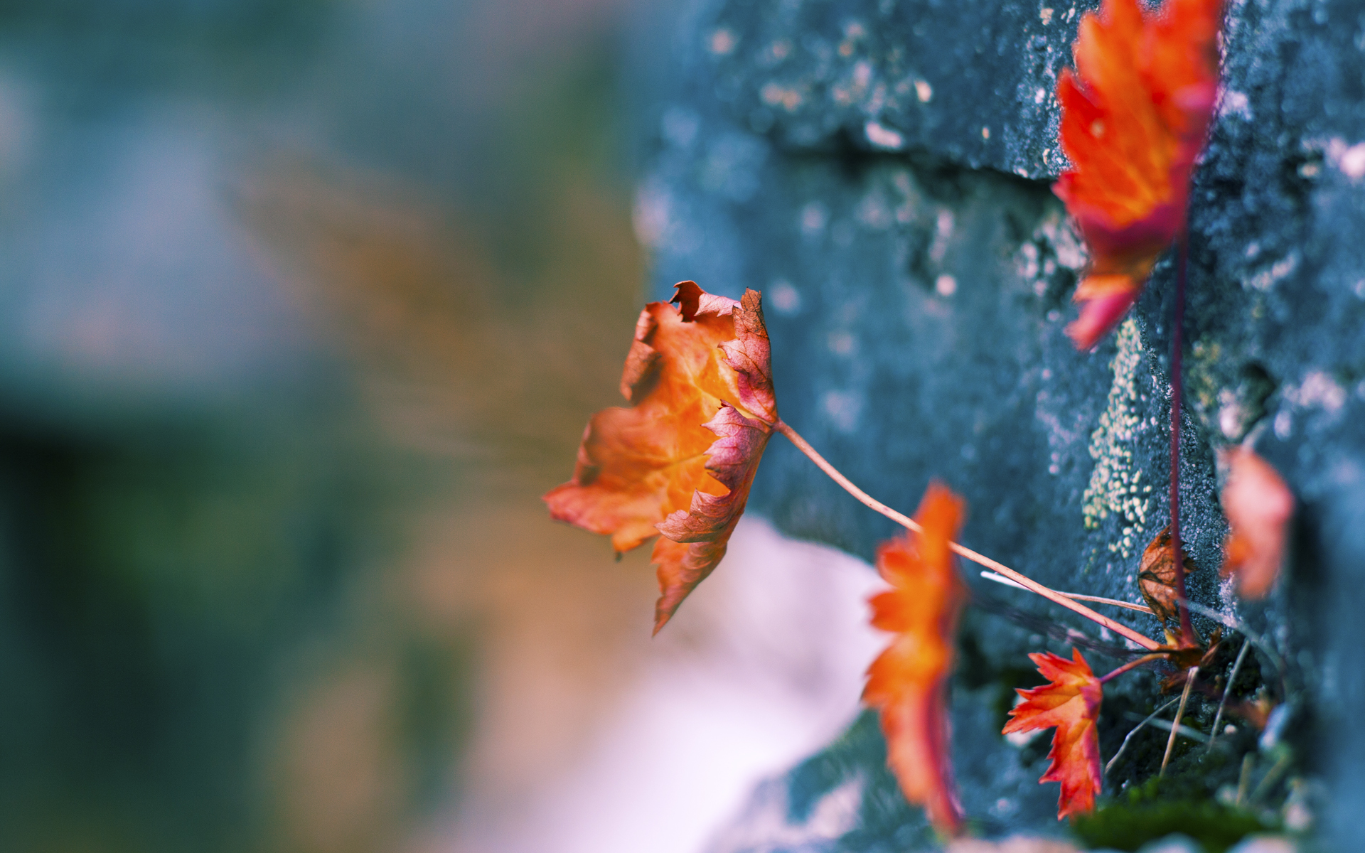 开云APP-双线震撼，老鹰粉碎广东队，贝恩英超争冠接管比赛