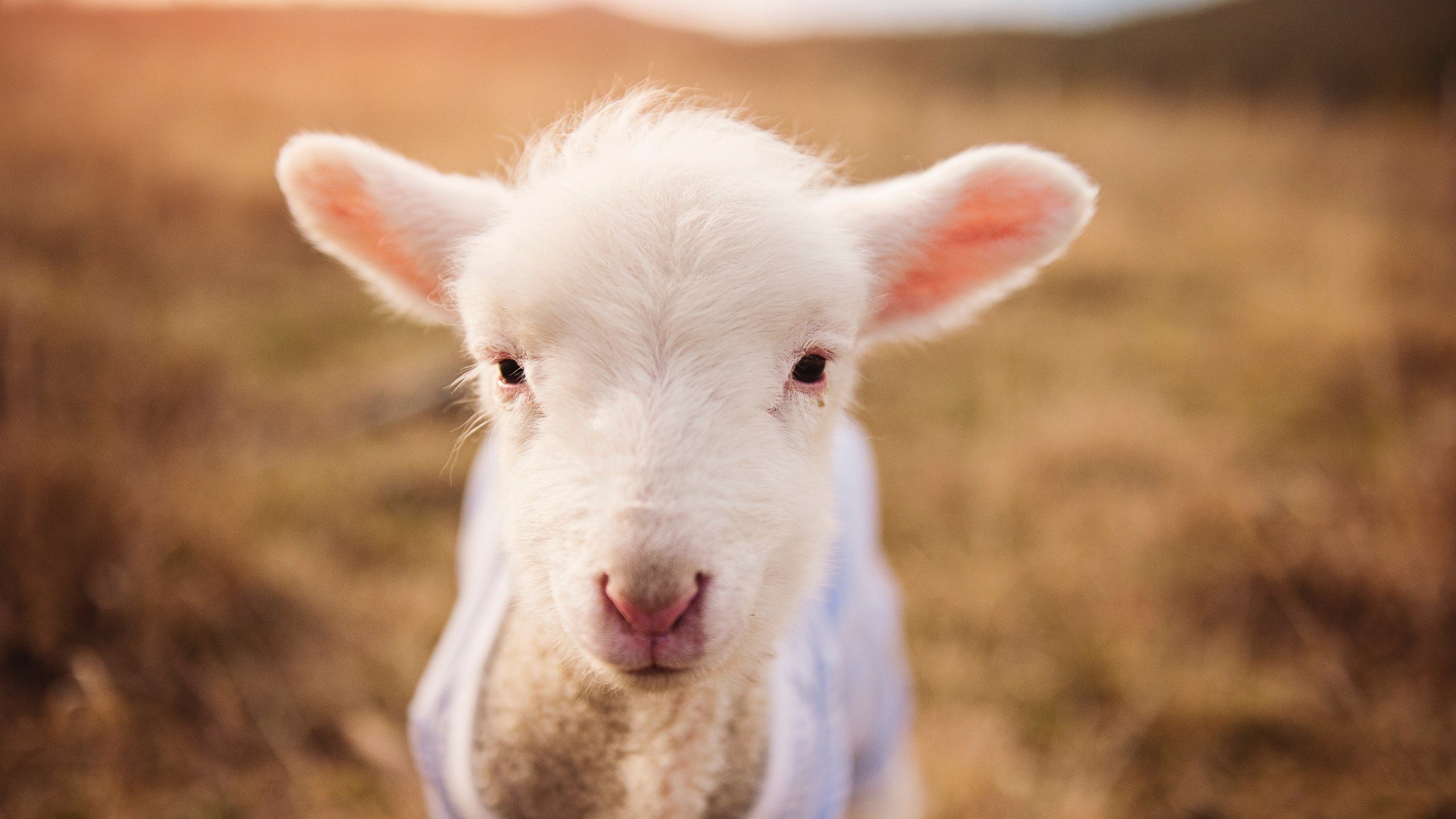 特奥封神之夜，2026世界杯舞台上的完美交响