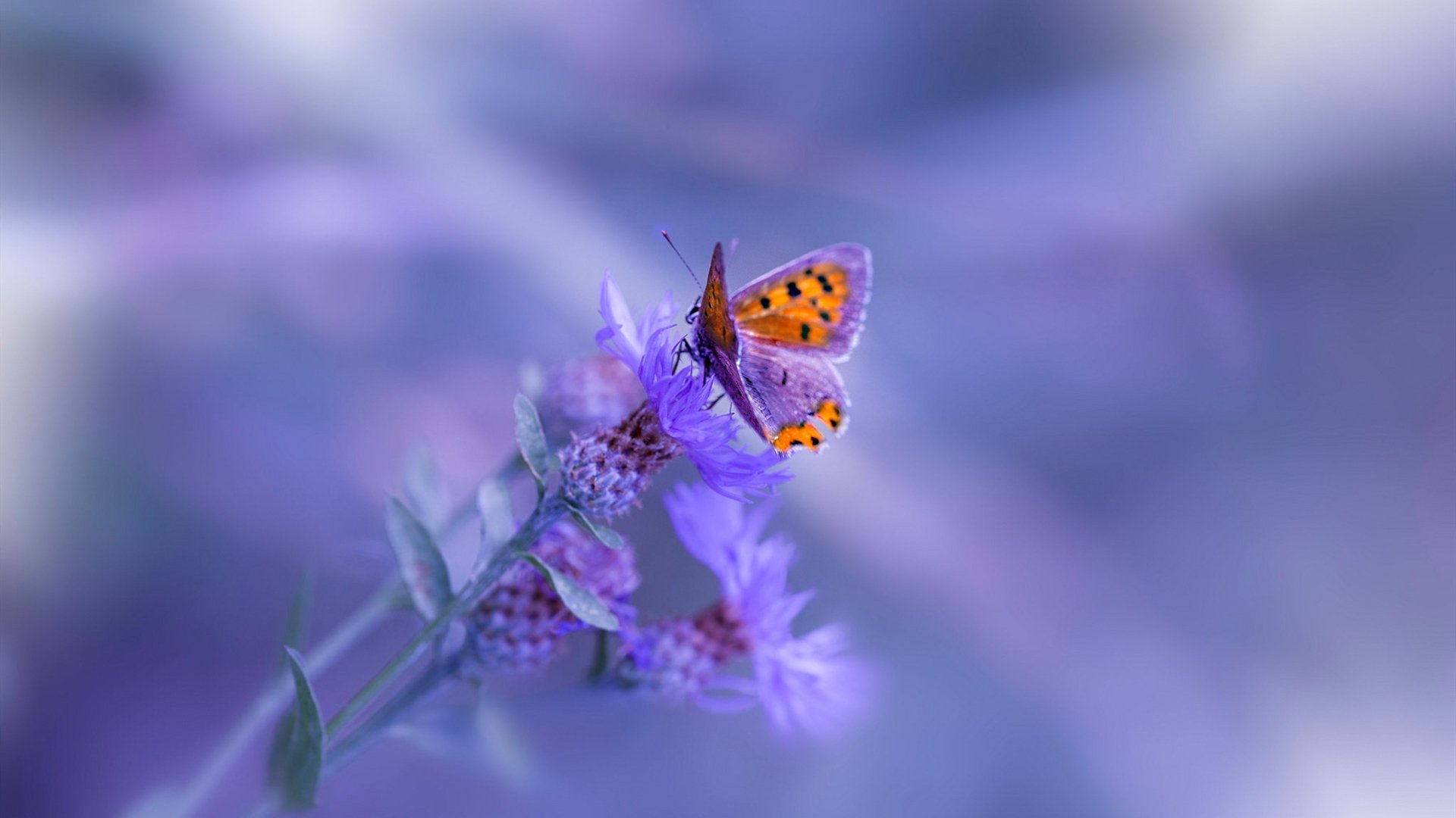 开云体育下载-临崖之跃，利拉德，以及他统治的2026世界杯之夜