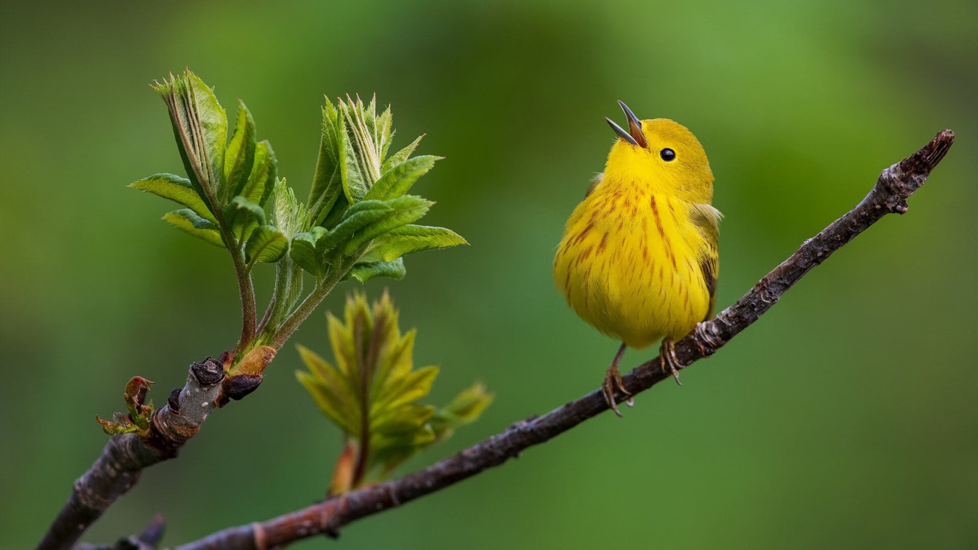 时空交错的双重奏，勇士末节逆转与东契奇世界杯接管之战