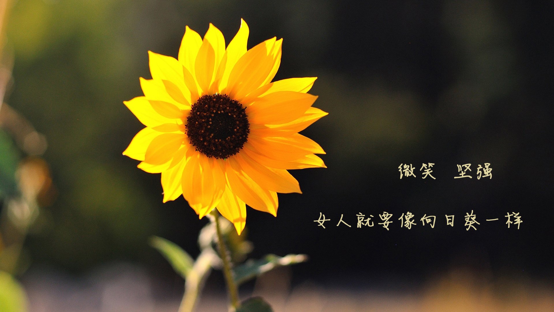 新王当立！鹈鹕压制广厦问鼎总决赛