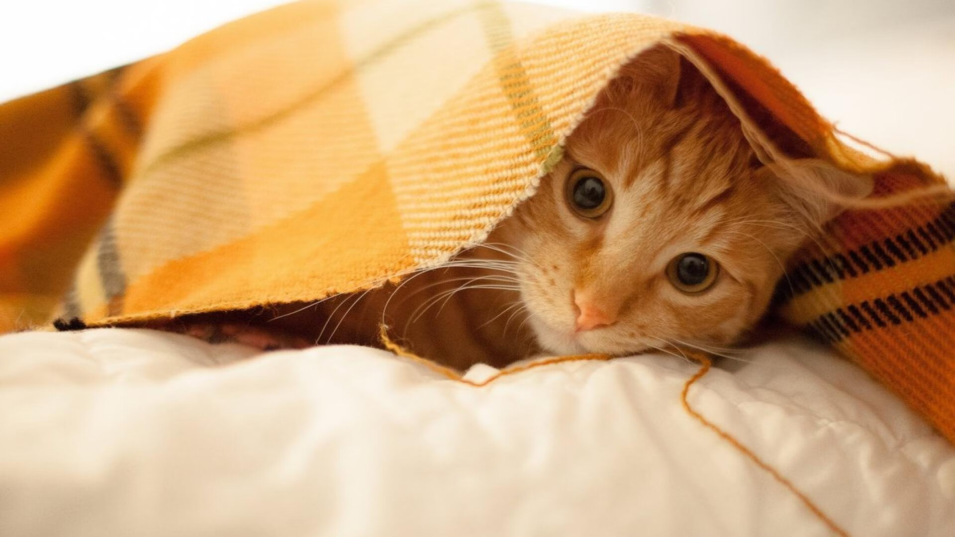 开云体育登录-文班亚马率76人掀翻卫冕冠军！内线新王32+12+7击溃约基奇