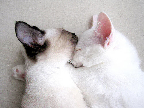 -米切尔稳定输出火力全开，浙江东阳光药主场强势力克山西