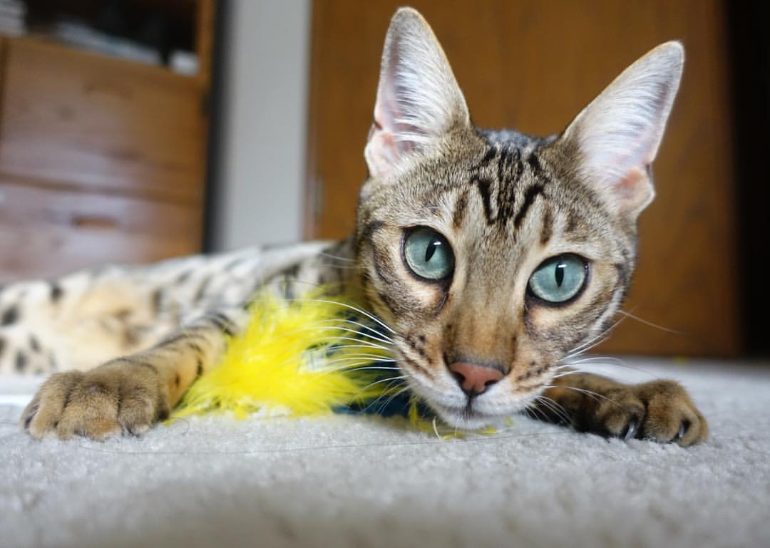 开云APP-北欧风暴席卷贝蒂斯，萨卡化身关键先生，诠释芬兰式收割的冷酷美学